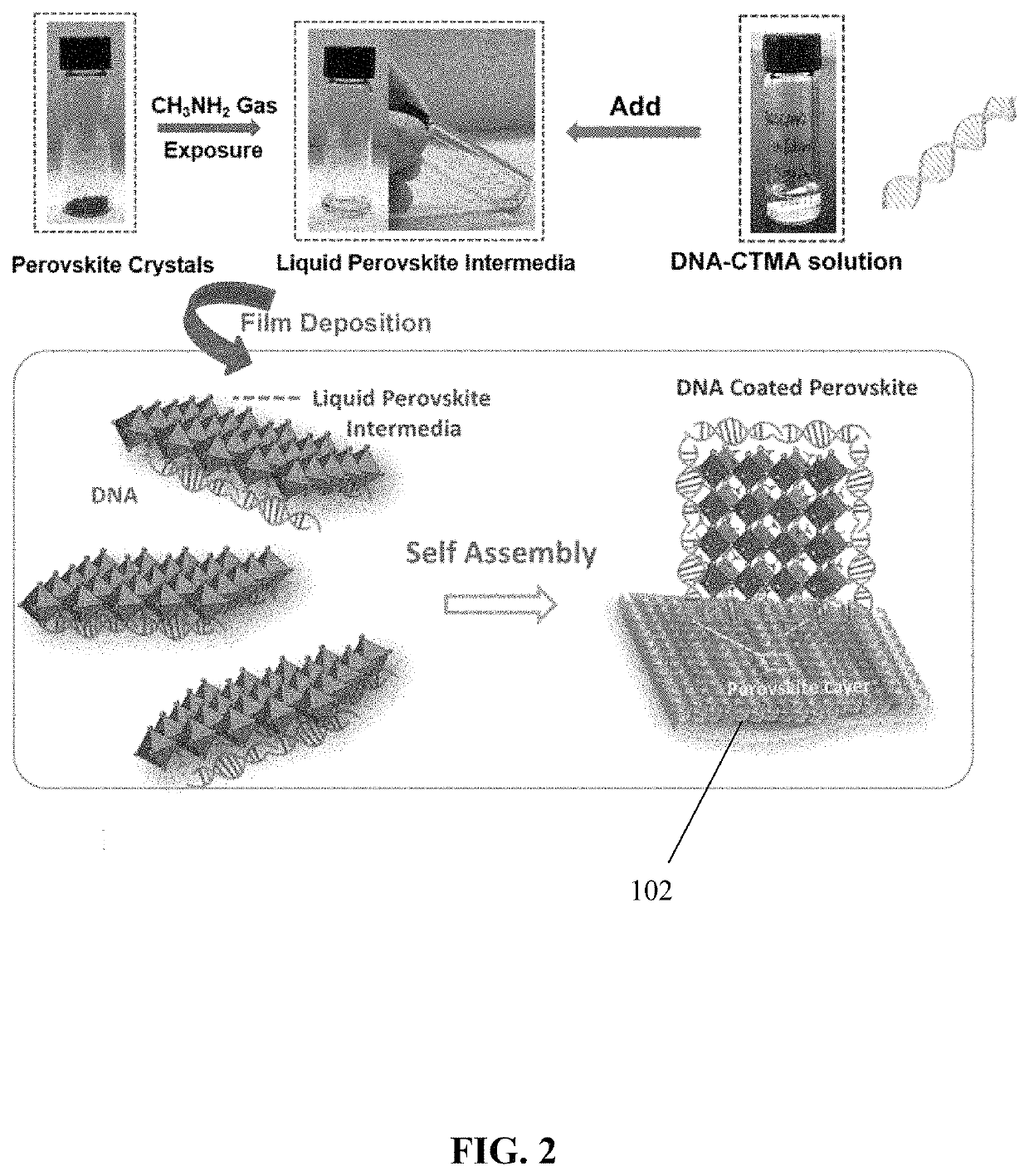 Bio-molecular engineering strategy for efficient perovskite materials and devices