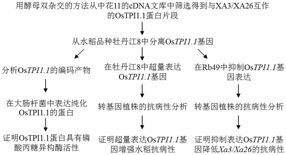 Application of rice gene ostpi1-1 in improvement of rice disease resistance