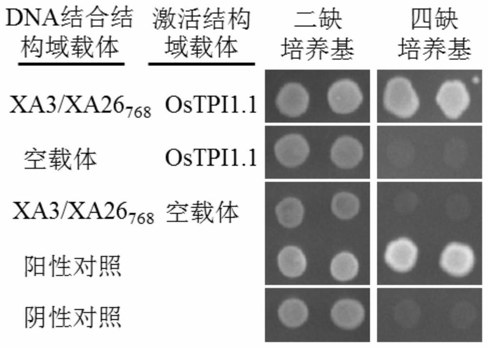 Application of rice gene ostpi1-1 in improvement of rice disease resistance