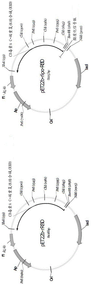 Compositions and methods for treating clostridium difficile-associated diseases