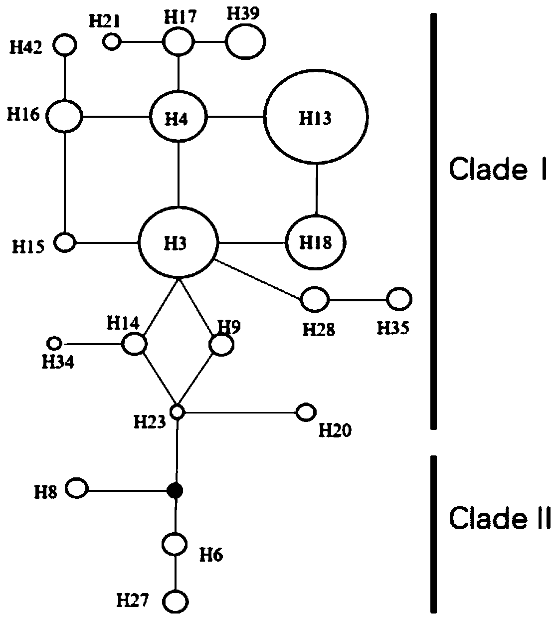Polymorphic primers of cinnamomum camphora chloroplast SNP molecular markers and application of polymorphic primers