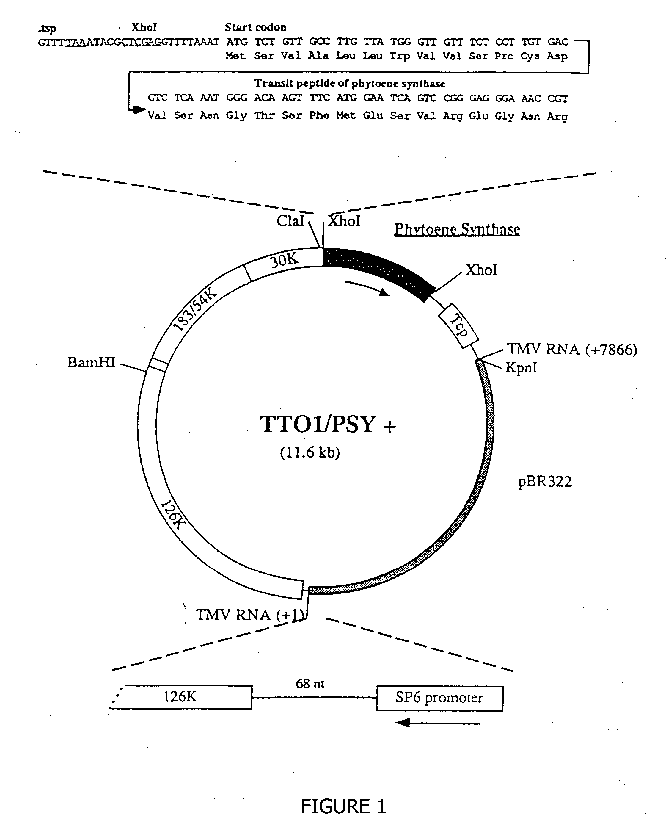 Cytoplasmic inhibition of gene expression