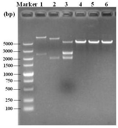 Eggeria, s-equol producing engineering bacteria and its construction method and application