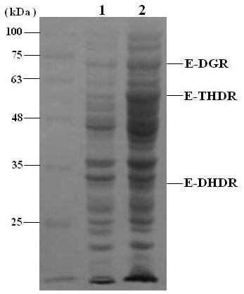 Eggeria, s-equol producing engineering bacteria and its construction method and application