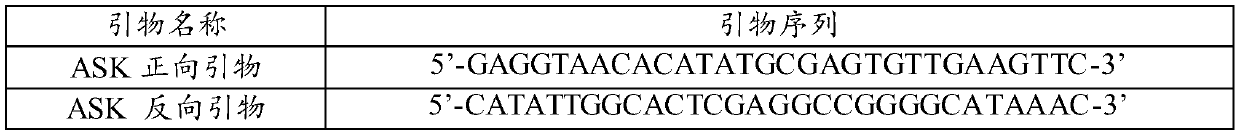 Technology for preparing 2, 4-diaminobutyric acid by enzyme catalysis method