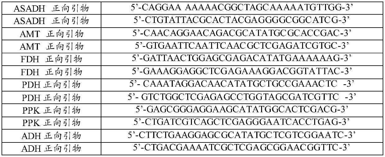 Technology for preparing 2, 4-diaminobutyric acid by enzyme catalysis method