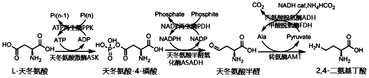 Technology for preparing 2, 4-diaminobutyric acid by enzyme catalysis method