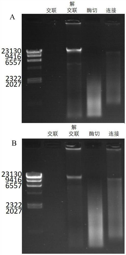 Hi-C high-throughput sequencing library building method suitable for microbial metagenomics and application