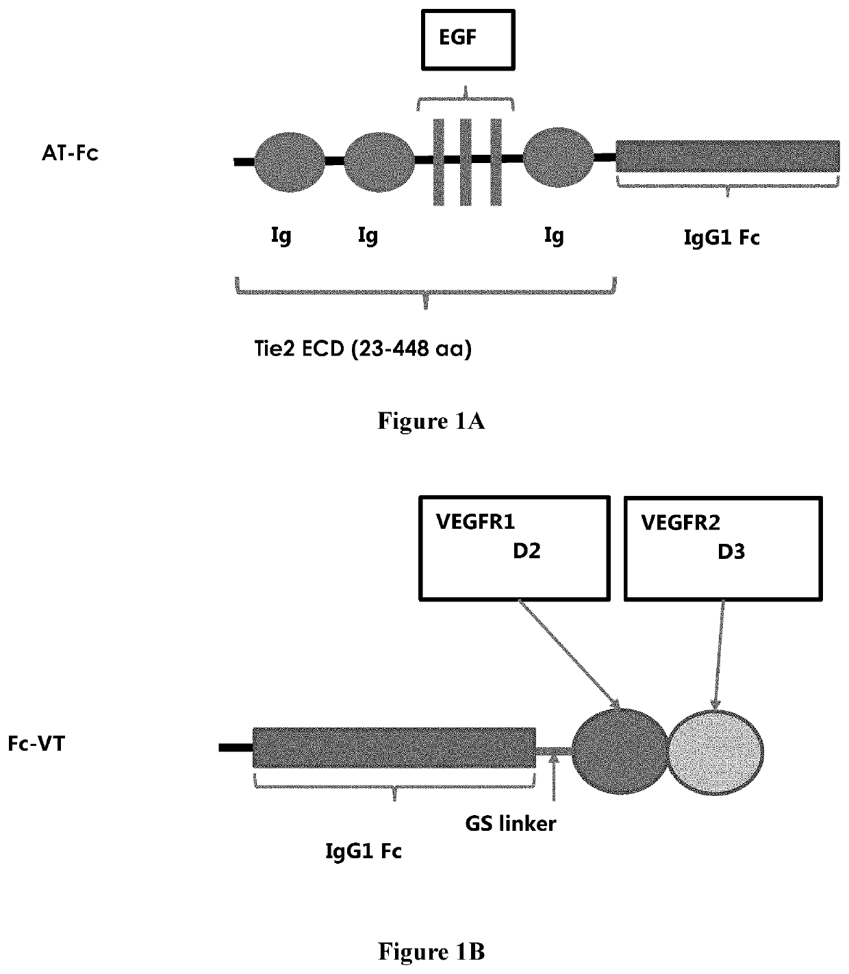 Anti-angiogenesis fusion protein and uses thereof