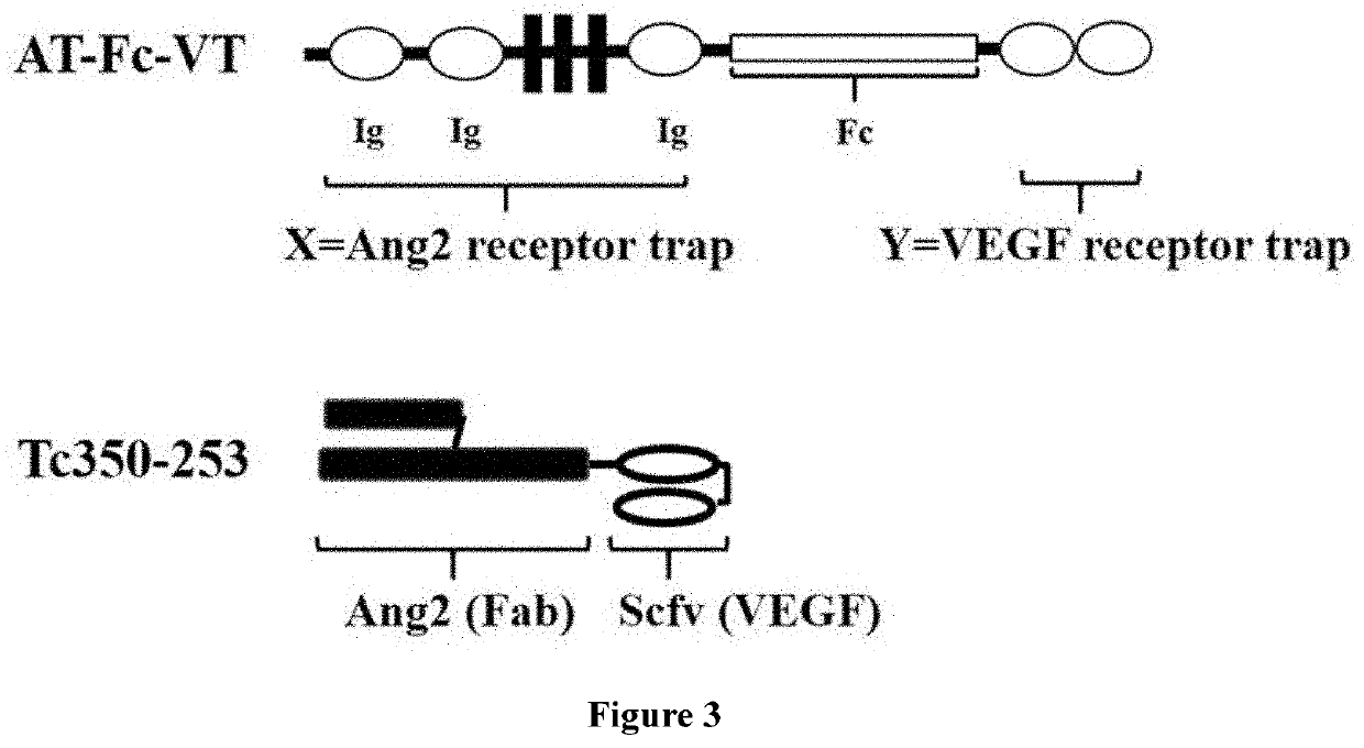 Anti-angiogenesis fusion protein and uses thereof