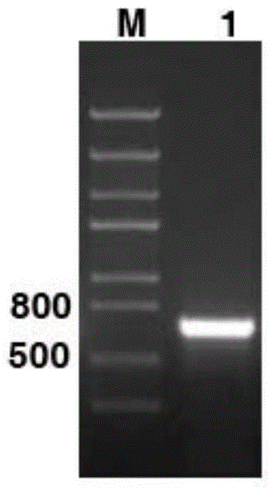 Os-ER-ANT1 gene promoter for paddy rice and application thereof