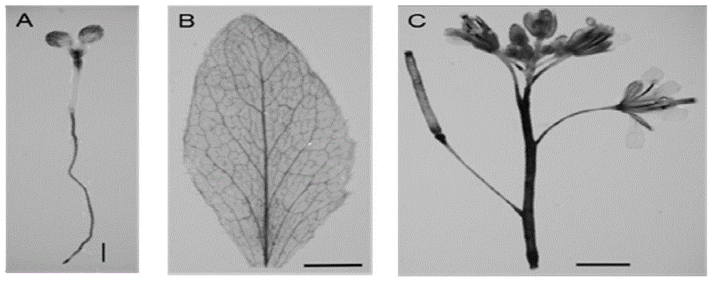 Os-ER-ANT1 gene promoter for paddy rice and application thereof