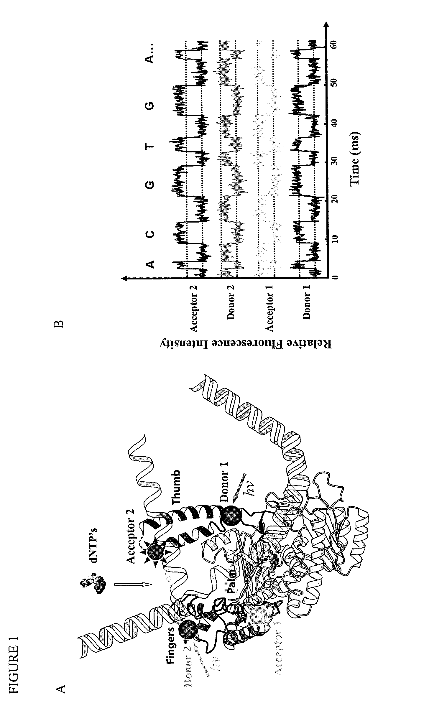 Methods and systems for direct sequencing of single DNA molecules
