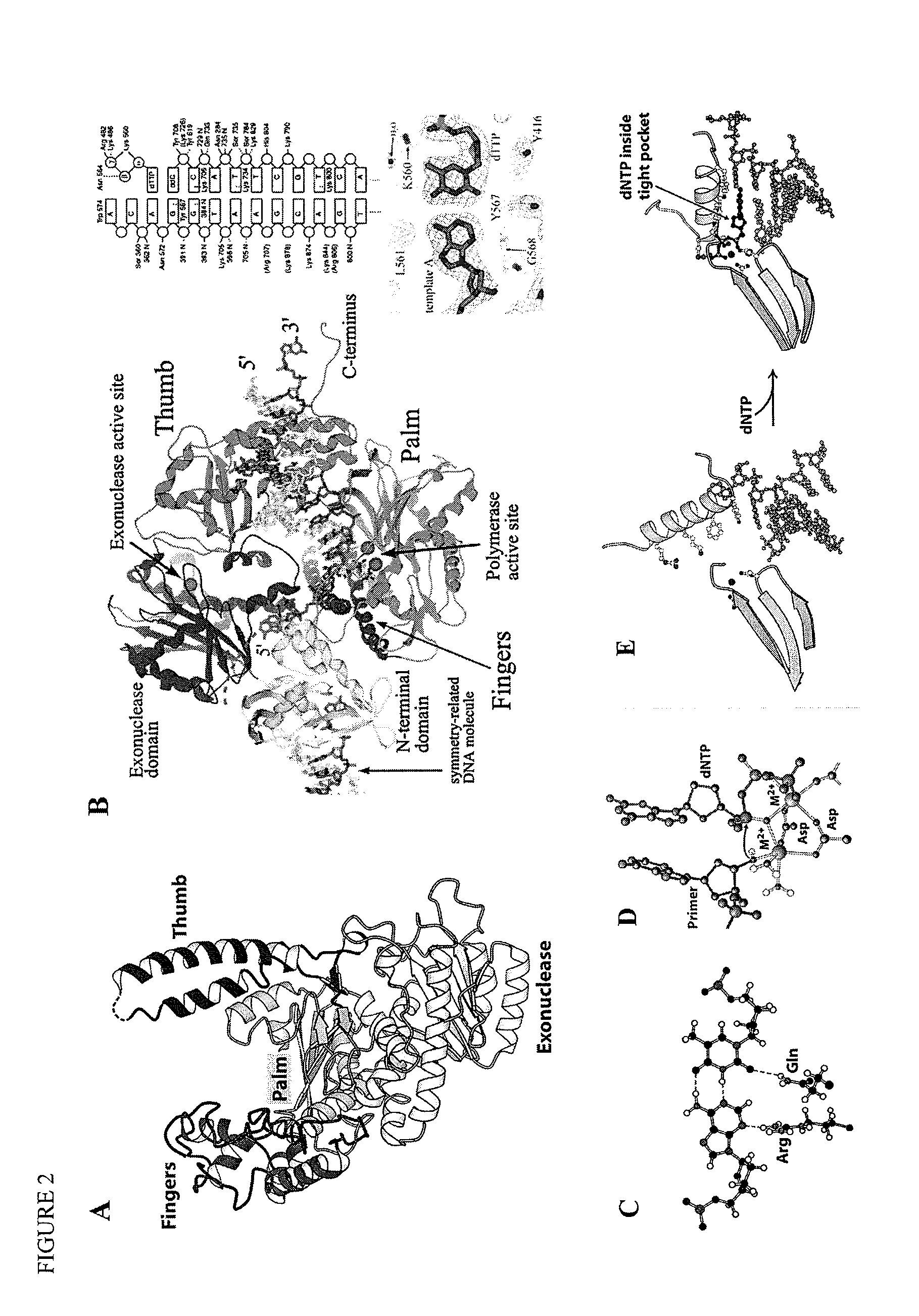 Methods and systems for direct sequencing of single DNA molecules