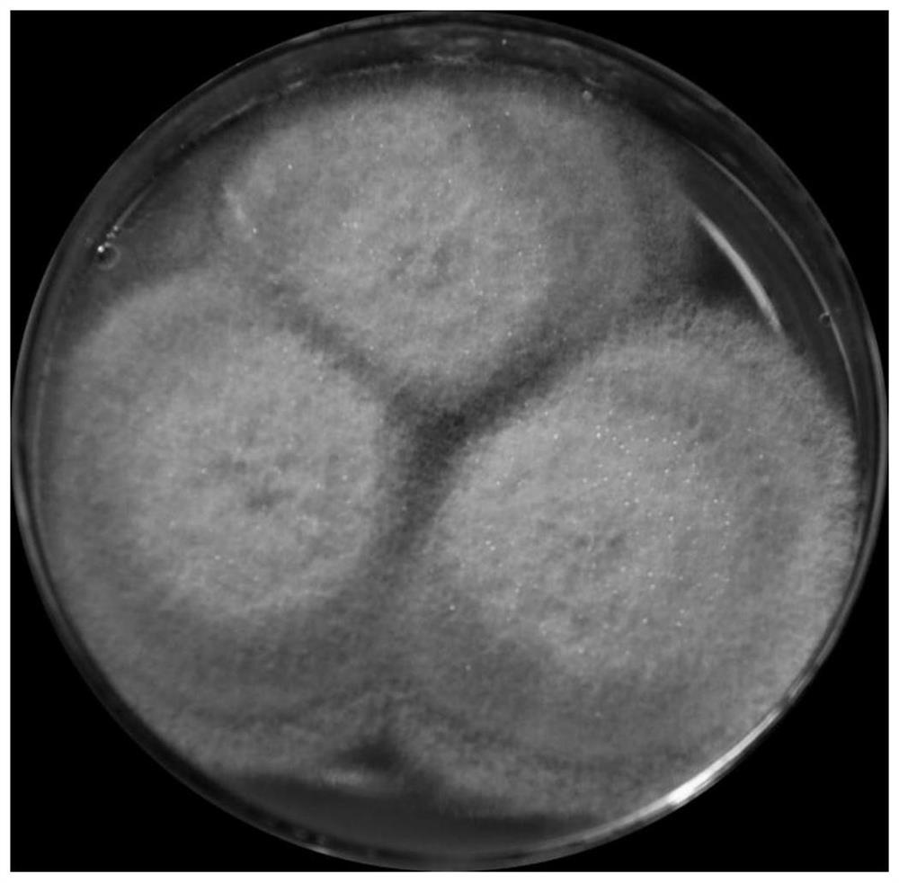 Bacterial strain capable of degrading diuron and application of bacterial strain