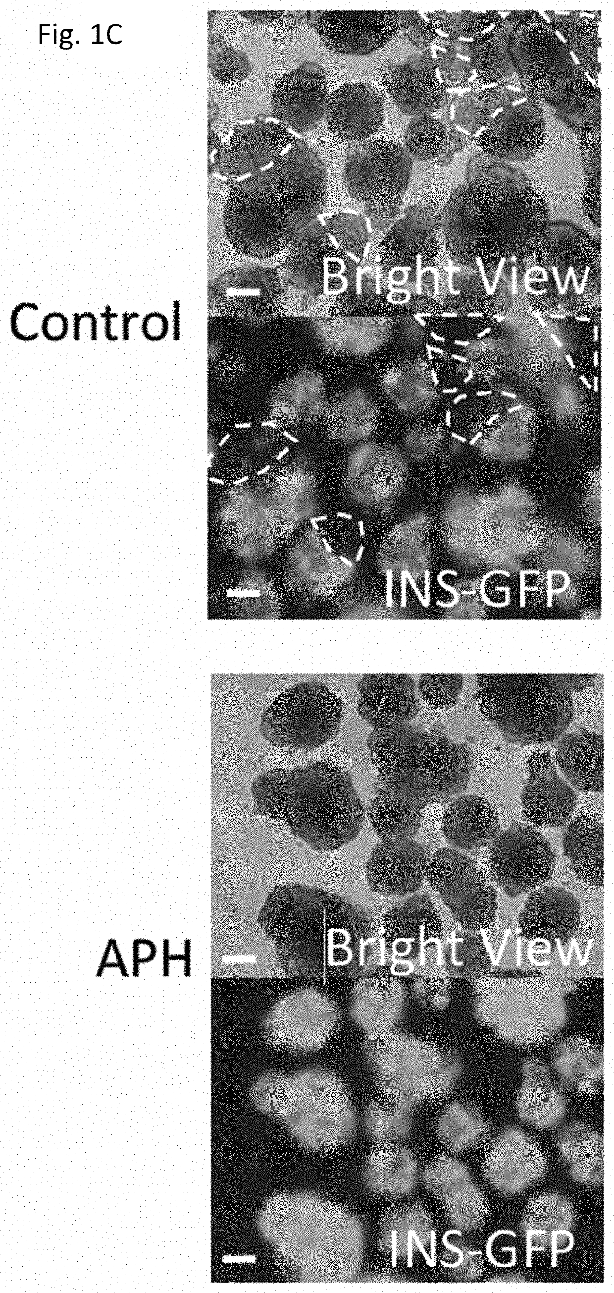 Methods to induce terminal differentiation in stem cells by interfering with DNA replication, methods of inducing pancreatic differentiation, and differentiated cells obtained thereof