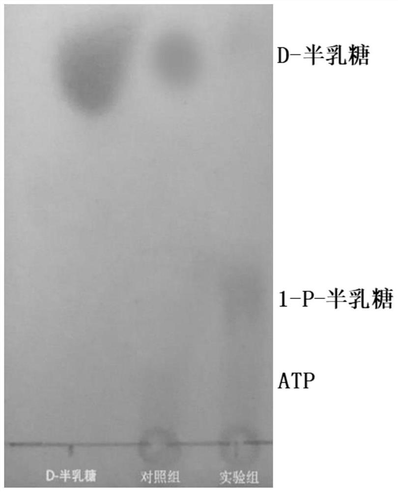 Method for synthesizing UDP-galactose and galactosyl compound