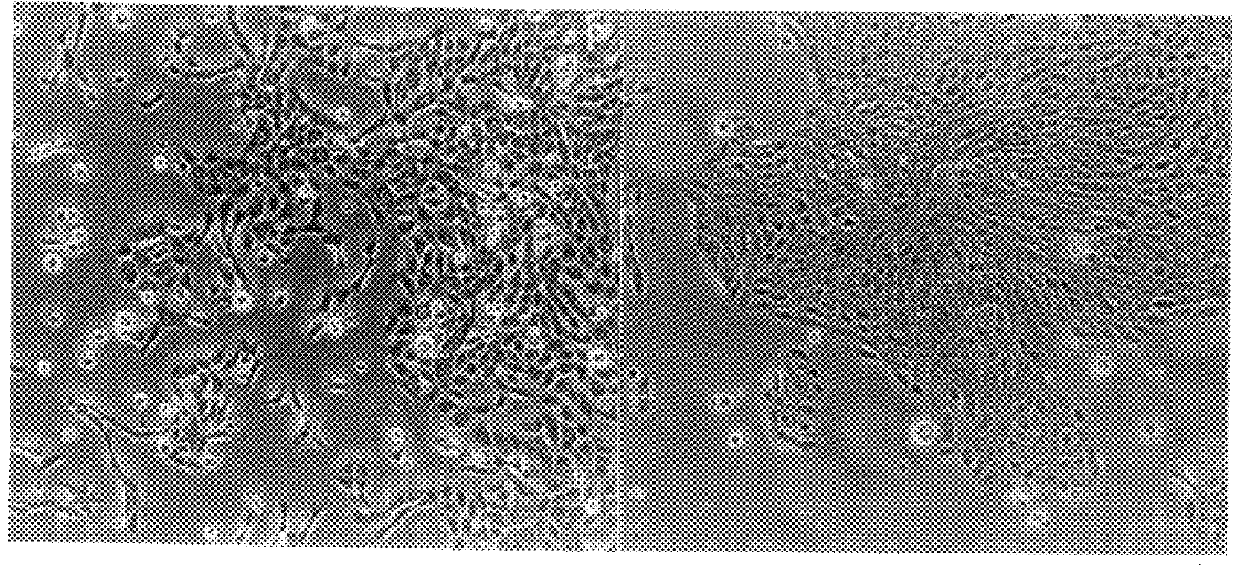 Material for activating epidermal cell multiplication