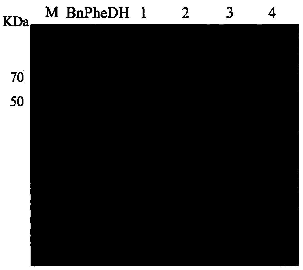 Phenylalanine dehydrogenase for catalytic preparation of non-natural amino acid and application of phenylalanine dehydrogenase