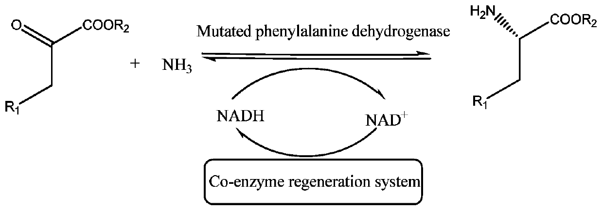 Phenylalanine dehydrogenase for catalytic preparation of non-natural amino acid and application of phenylalanine dehydrogenase