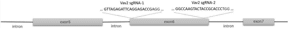 Method for rapidly obtaining CRISPR/Cas9 (clustered regularly interspersed short palindromic repeats/Cas9) gene knockout stable cell line through monoclonal cell sorting