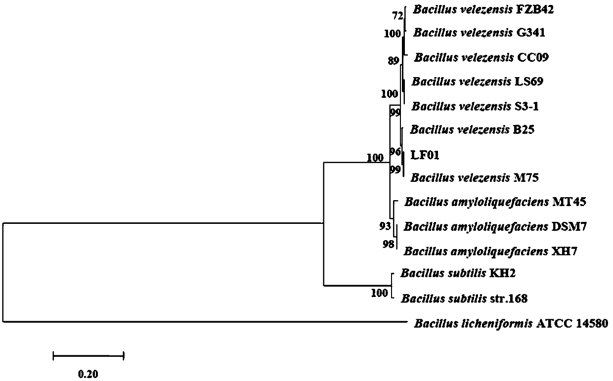 Bacillus velezensis and application of bacillus velezensis as aquatic pathogenic bacteria inhibitor