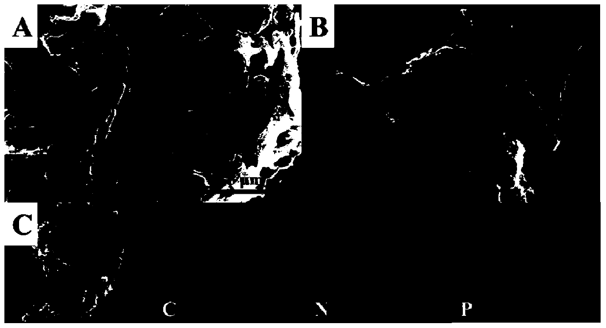 Preparation method and application of nitrogen and phosphorus co-doped porous carbon