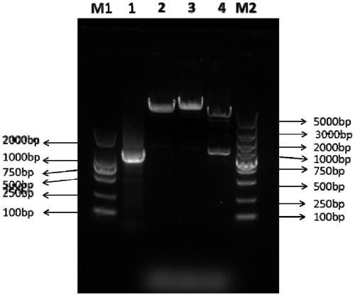 Cervinae activin A protein and preparation method and application thereof