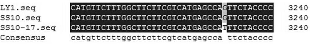 Method for detecting V1109L mutation site in phytophthora parasitica var. nicotianae cellulose synthase