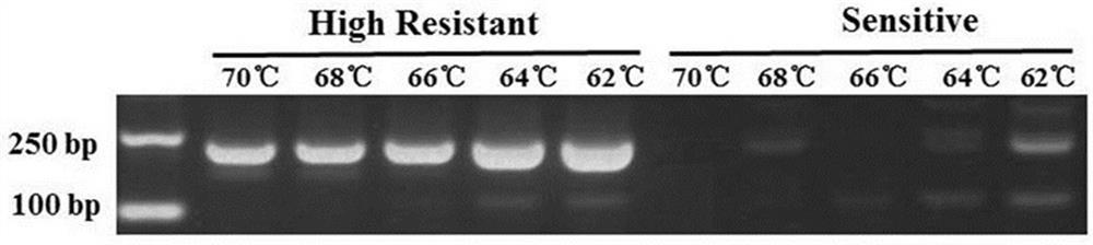 Method for detecting V1109L mutation site in phytophthora parasitica var. nicotianae cellulose synthase