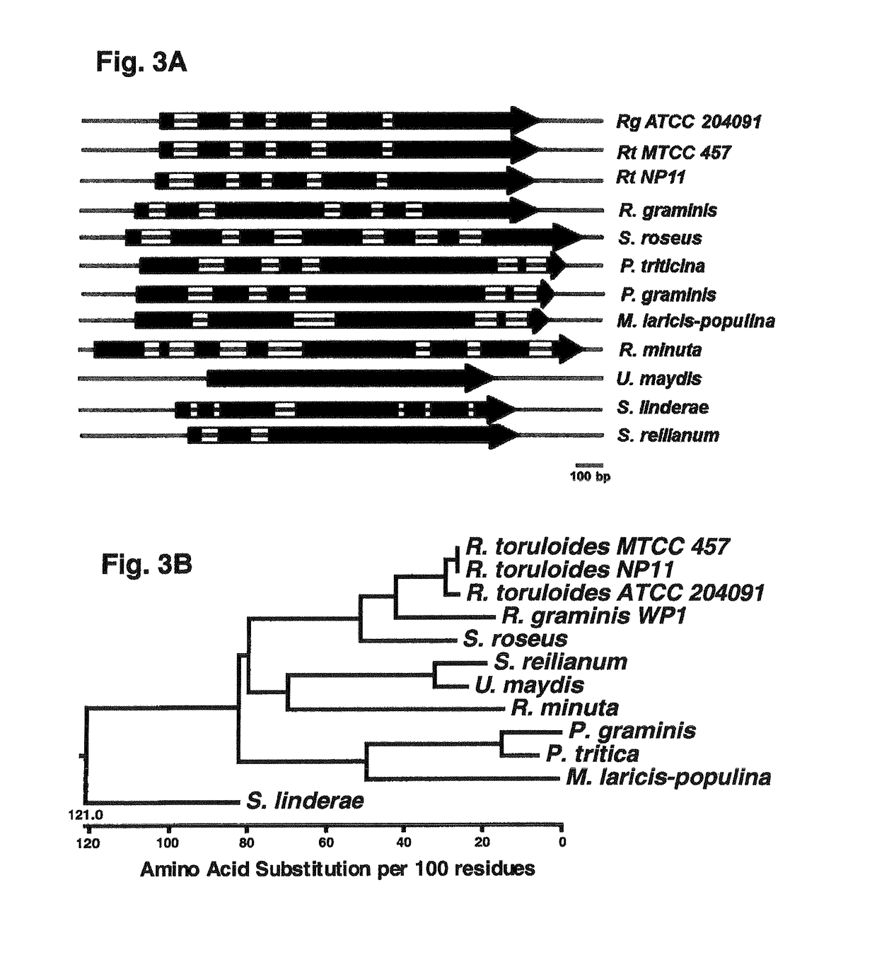 D-amino acid-inducible gene expression system for <i>Rhodosporidium </i>and <i>Rhodotorula</i>