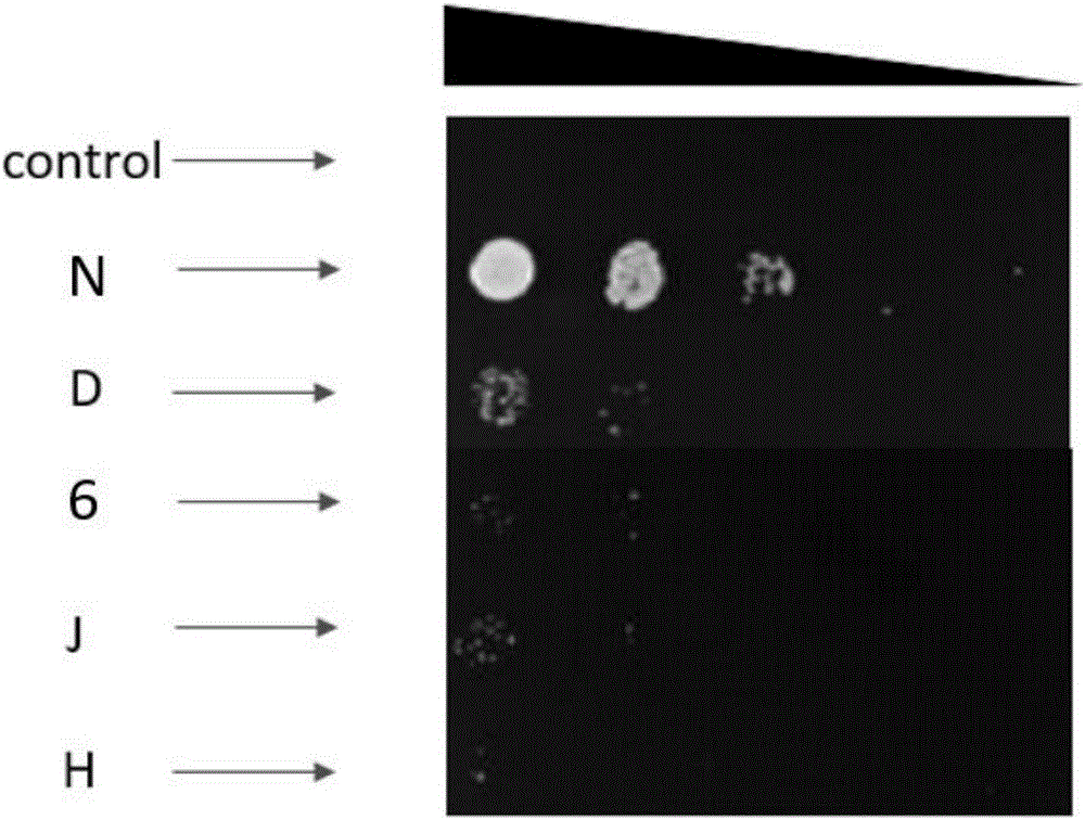 High secretion heat-resisting yeast genetically engineered bacterial strain and applications thereof