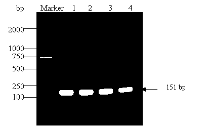 Method for rapidly detecting shigella by duplex scorpion primer fluorogenic quantitative PCR (Polymerase Chain Reaction)