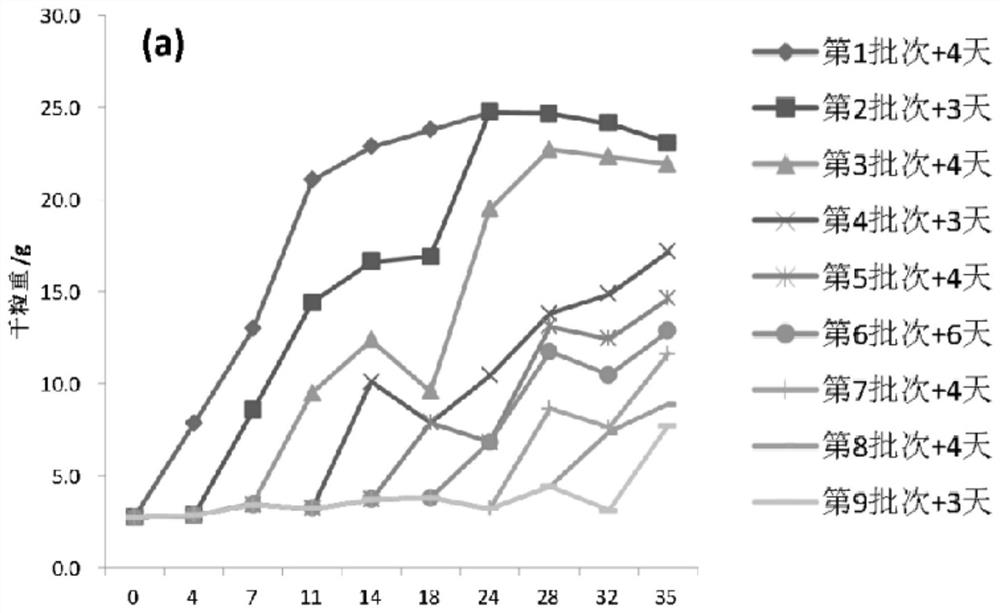 A Method for Measuring Grain Filling Dynamics of Rice