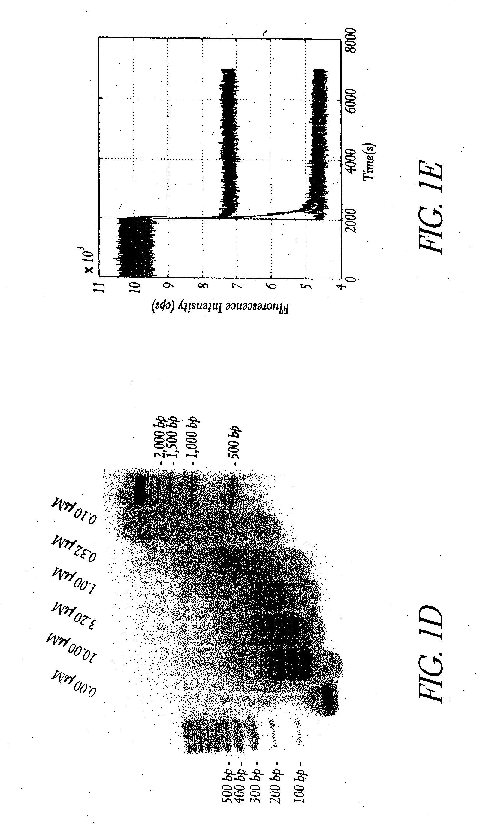 Hybridization chain reaction amplification for in situ imaging