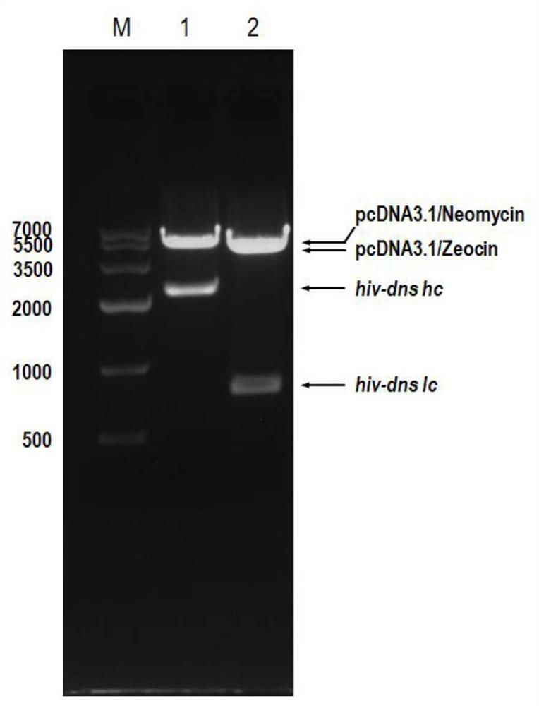 Multispecific antibody targeting HIV gp120 protein and human CD3 molecule and application thereof