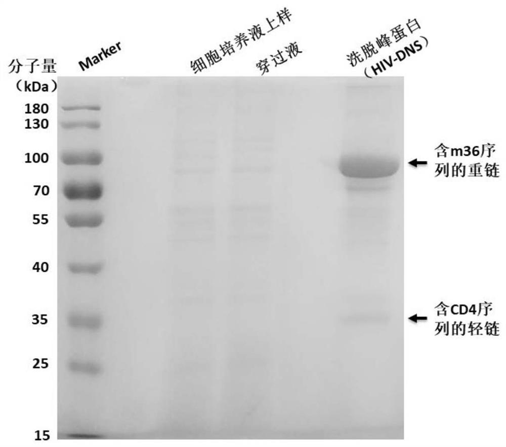 Multispecific antibody targeting HIV gp120 protein and human CD3 molecule and application thereof