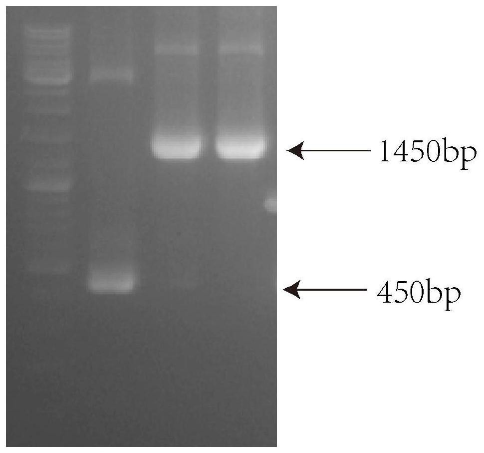 Lactobacillus plantarum engineering bacterium capable of producing conjugated linoleic acid at high yield