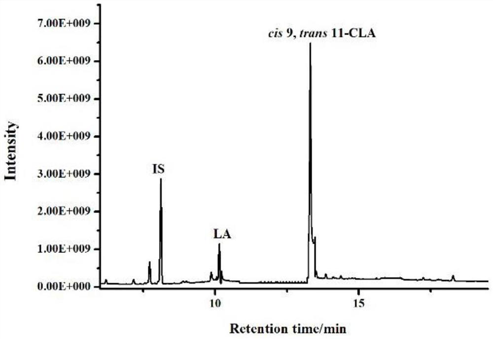 Lactobacillus plantarum engineering bacterium capable of producing conjugated linoleic acid at high yield