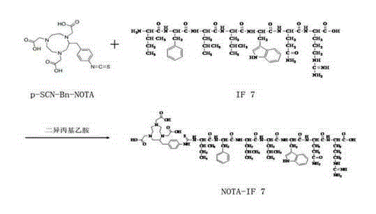 Preparation method of targeting tumor vasculature Anxa1 marked precursor NOTA-IF7