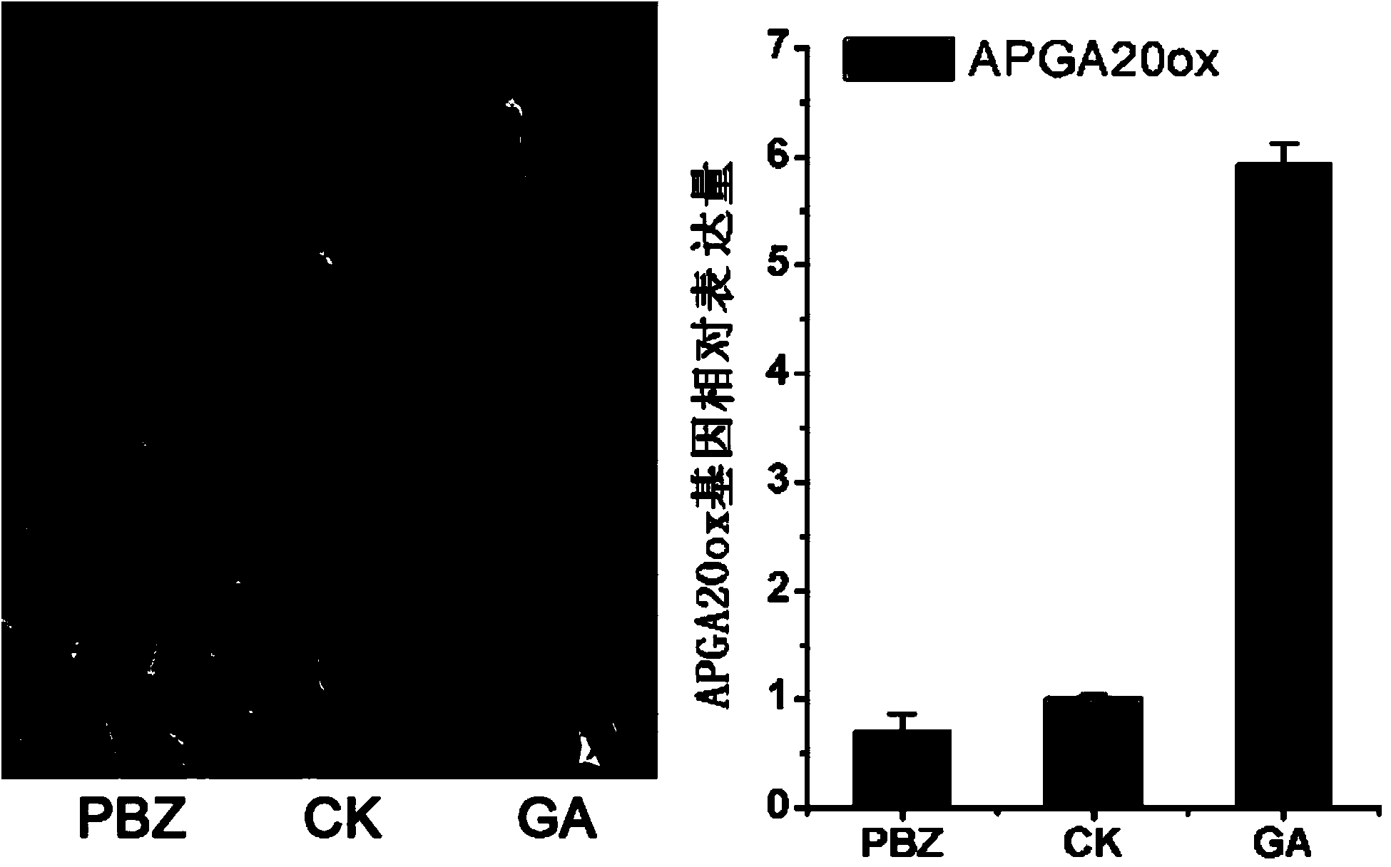 Agapanthus praecox gibberellin synthesis dioxygenase APGA20ox protein, and coding gene and probe thereof
