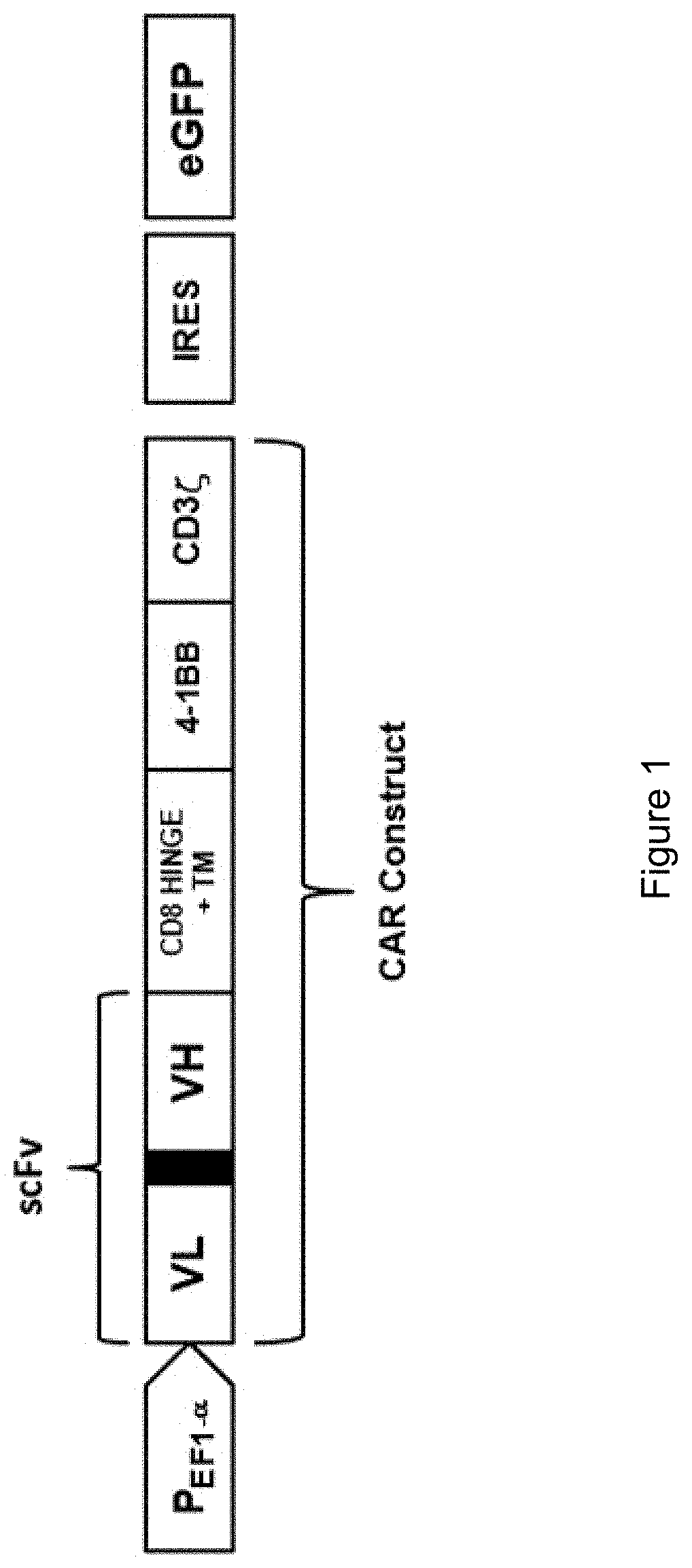 Chimeric Antigen Receptors with BCMA Specificity and Uses Thereof