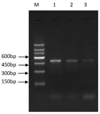 Novel application of pig GADD45a gene and construction and application of high-expression cell line