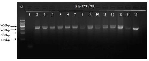 Novel application of pig GADD45a gene and construction and application of high-expression cell line