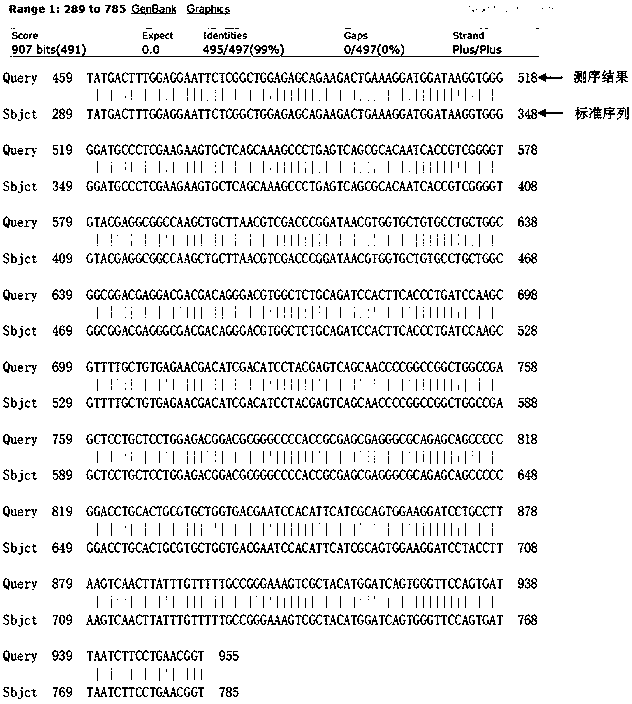 Novel application of pig GADD45a gene and construction and application of high-expression cell line