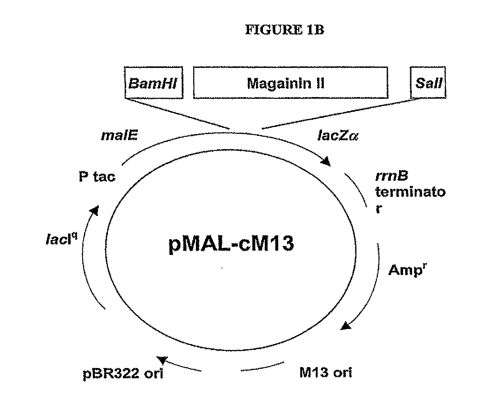 Methods and compositions for increasing membrane permeability