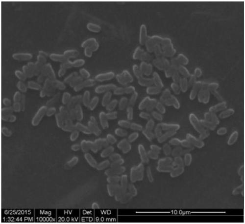 A method for preparing biomimetic microcapsules from phospholipid bilayer confined organic titanium source and natural pigment