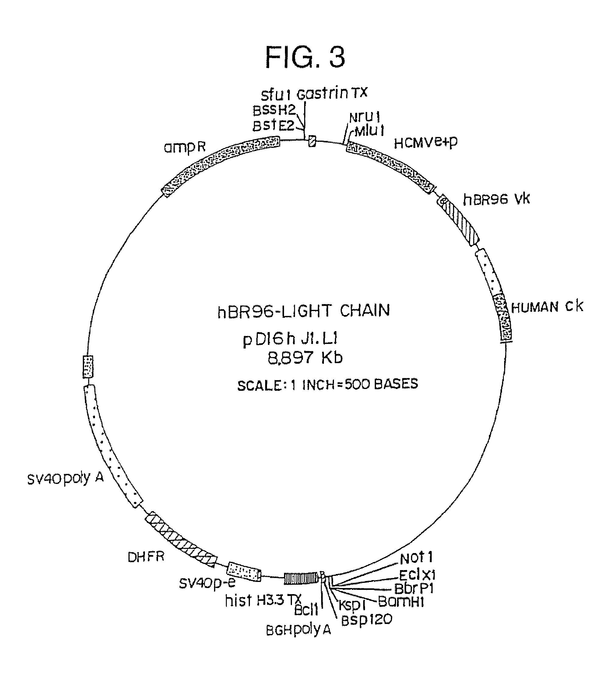 Method for inhibiting immunoglobulin-induced toxicity resulting from the use of immunoglobulins in therapy and in vivo diagnosis