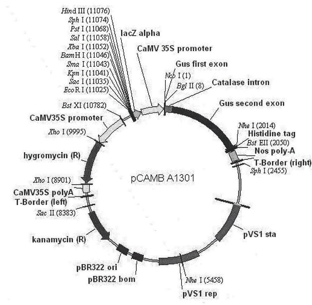 Nucleotide sequence and vector for directional cloning