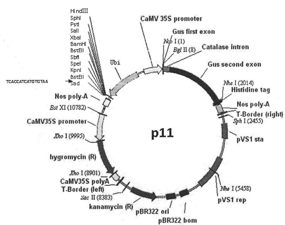 Nucleotide sequence and vector for directional cloning